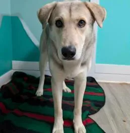 An adult large-sized male Shepherd dog named Tristan for adoption in Cincinnati, OH