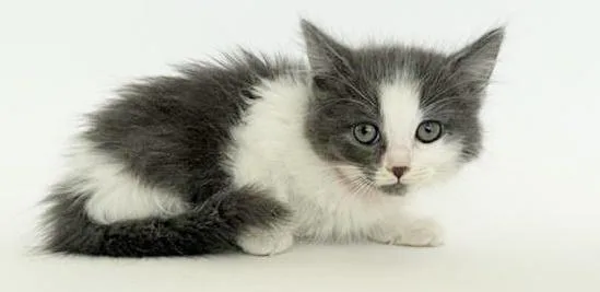 A baby small-sized female Domestic Short Hair cat named Fontana for adoption in Saint Louis, MO