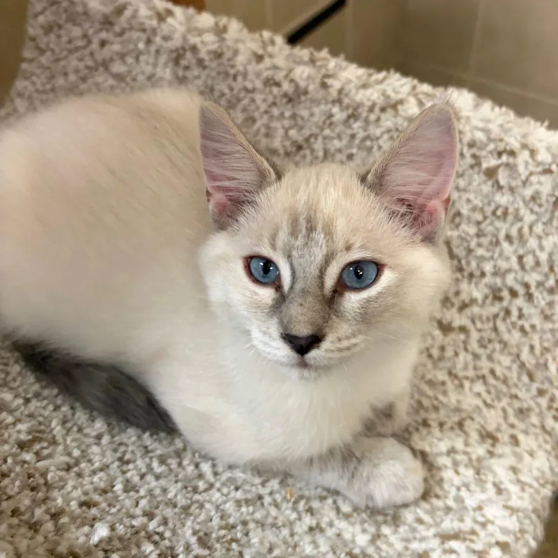 A baby medium-sized female Lilac Point Siamese cat named Lily for adoption in Kerrville, TX