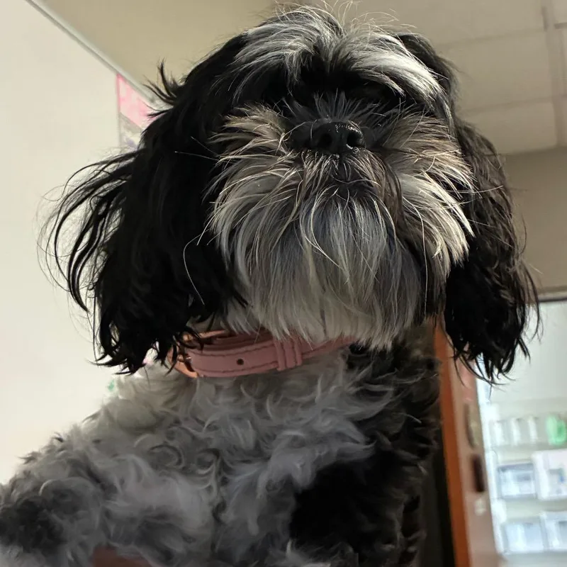 An adult small-sized female Black Shih Tzu dog named Leela for adoption in Yuma, AZ