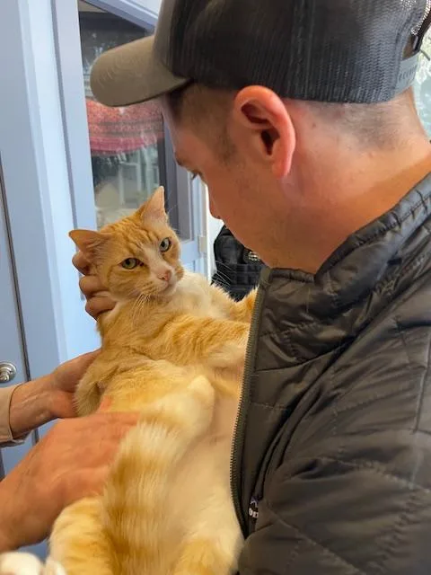 An adult large-sized male Tabby (Orange / Red) Domestic Short Hair cat named Leo for adoption in Novato, CA
