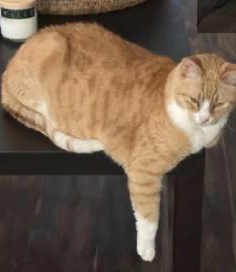 Leo thumbnail 2