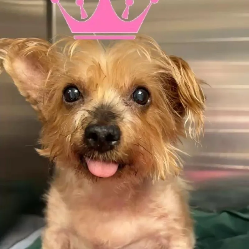 A senior small-sized female Yorkshire Terrier dog named Princess for adoption in Newark, NJ