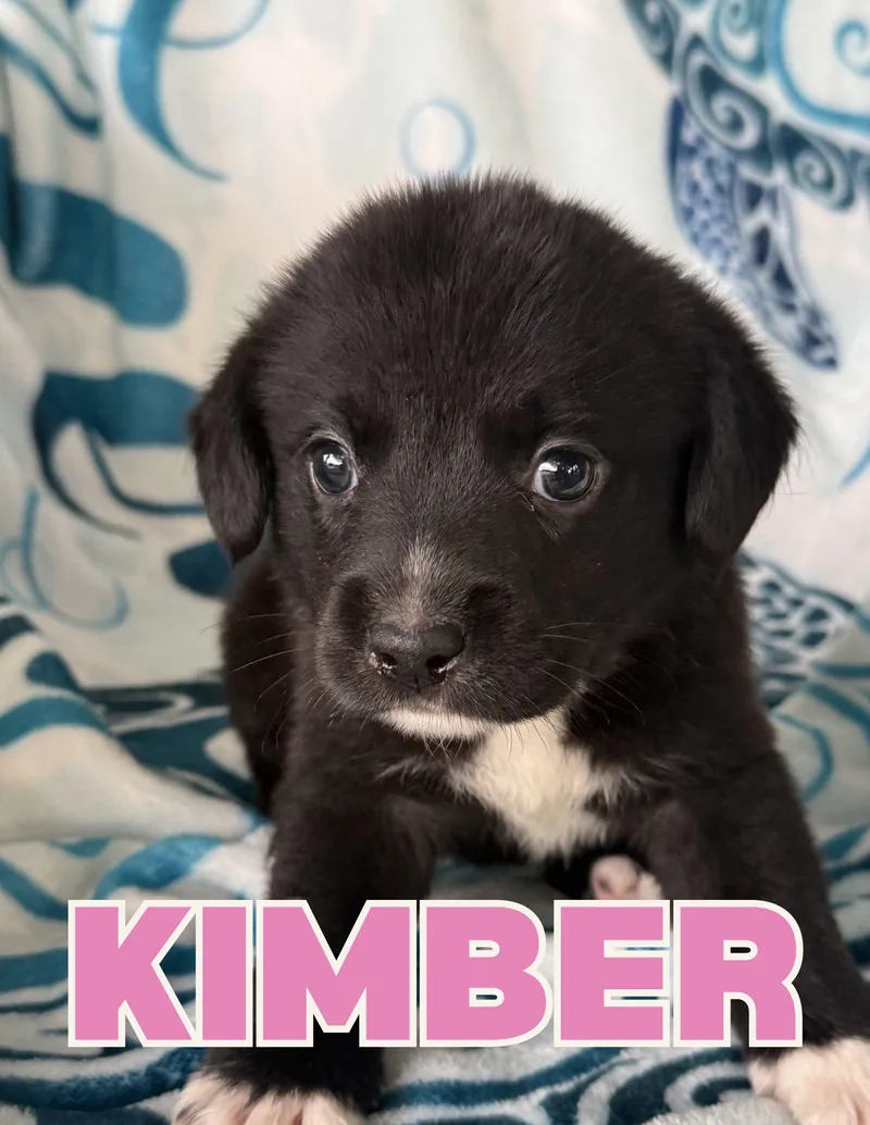 Kimber