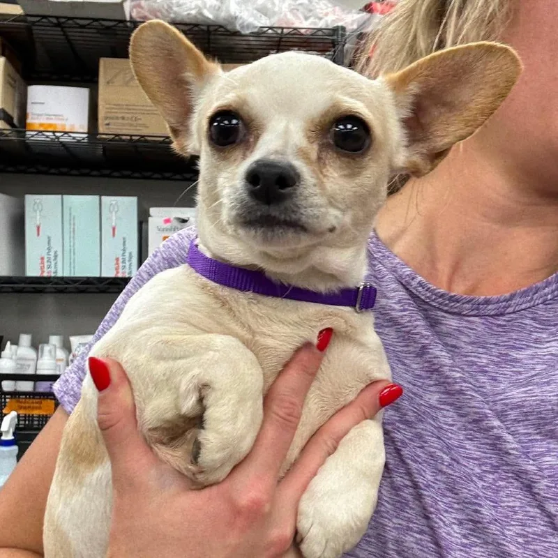 An adult small-sized female White / Cream Mixed Breed dog named Trixie for adoption in Fredericksburg, VA