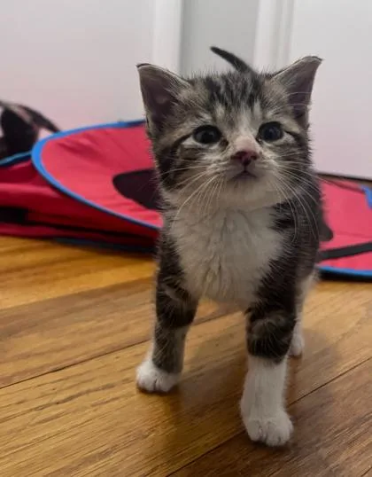 A baby medium-sized male Domestic Short Hair cat named Basil for adoption in Elmira, NY