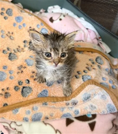 A baby small-sized female Domestic Short Hair cat named Juniper for adoption in Ontario, CA