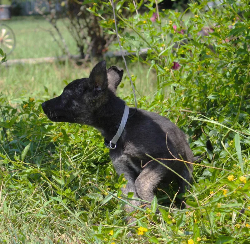 Nash weeks Neuter Contract