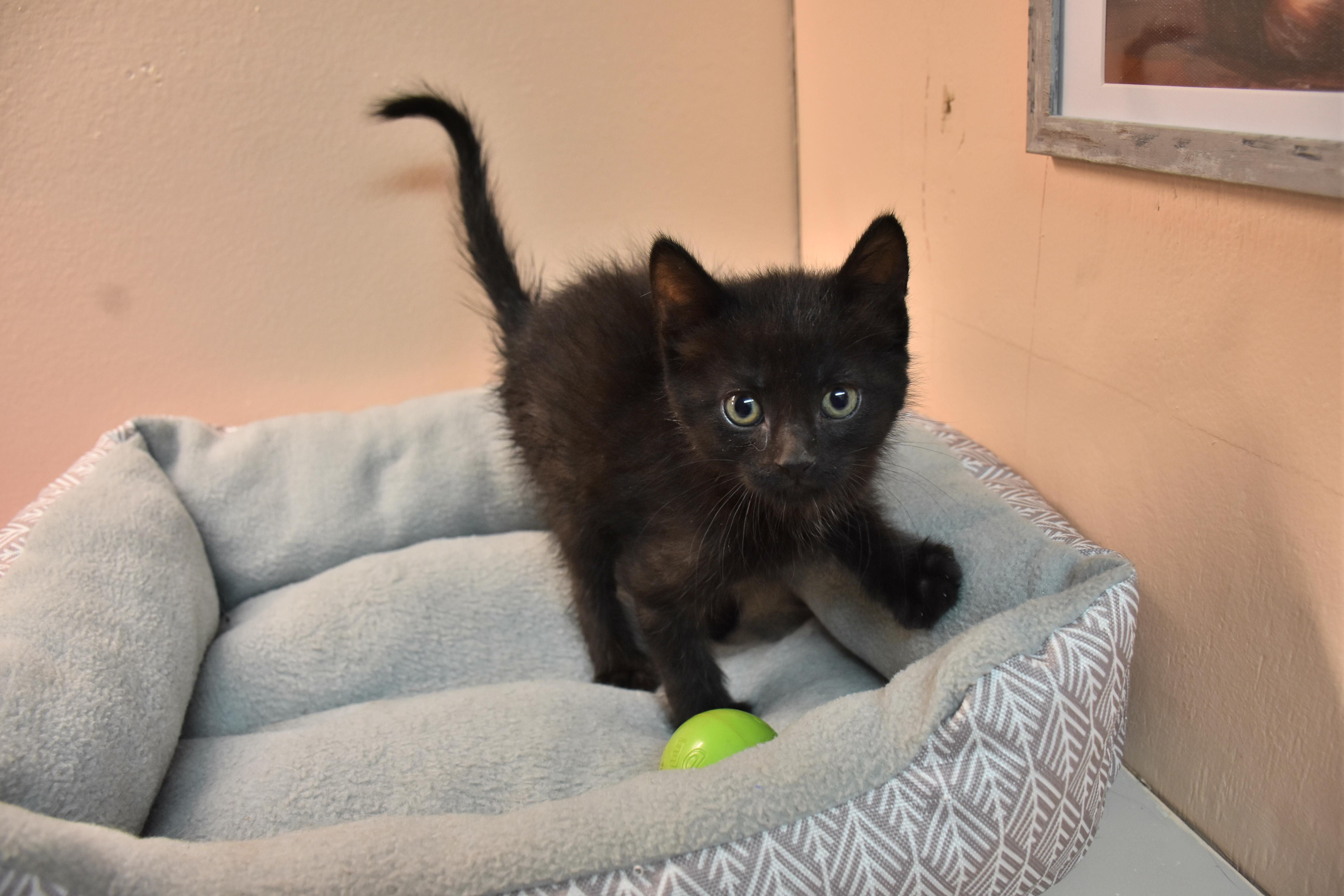 A baby small-sized male Black Domestic Short Hair cat named Barbari for adoption in North Judson, IN