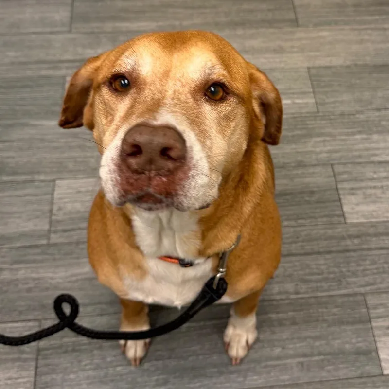 A senior small-sized male Mixed Breed dog named Brooks for adoption in Jacksonville, FL