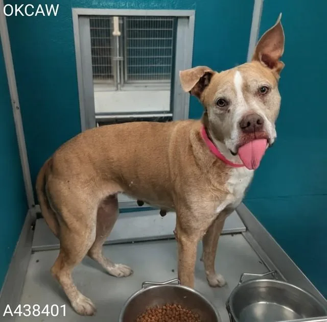 An adult large-sized female American Bulldog dog named Neva for adoption in Oklahoma City, OK