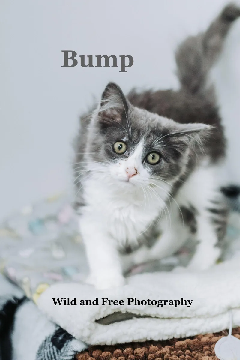 A young medium-sized female Gray & White Domestic Long Hair cat named Bump for adoption in Morehead, KY
