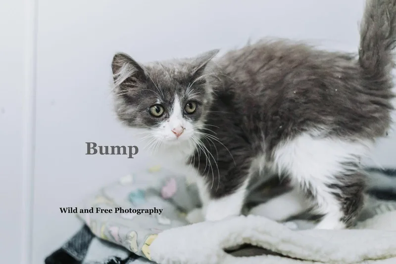Bump thumbnail 3