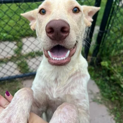 A young medium-sized male Yellow / Tan / Blond / Fawn Labrador Retriever dog named Sam for adoption in Hamden, CT
