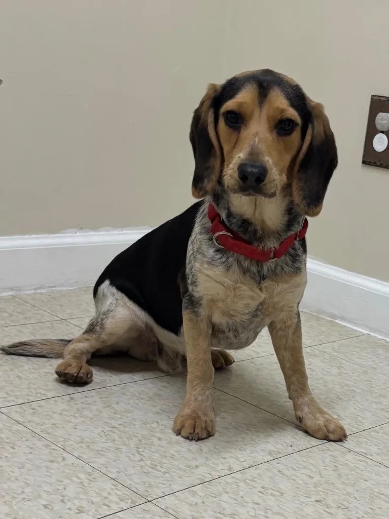 A baby medium-sized male Beagle dog named Asiago for adoption in Fall River, MA