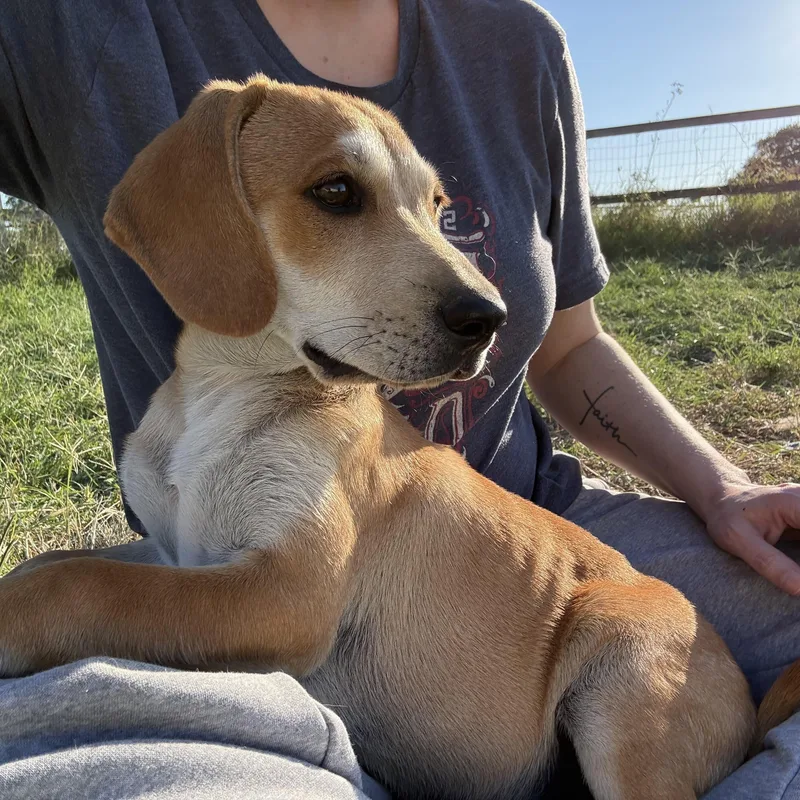 A baby large-sized male Labrador Retriever dog named Rooster for adoption in San Antonio, TX