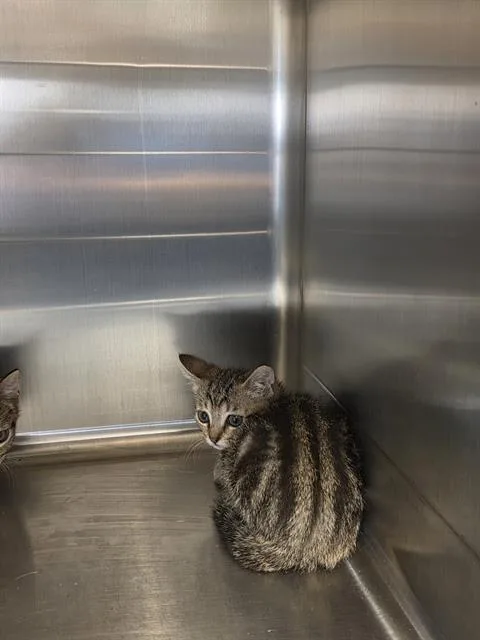 A baby medium-sized female Domestic Short Hair cat named Sissy for adoption in Houston, TX