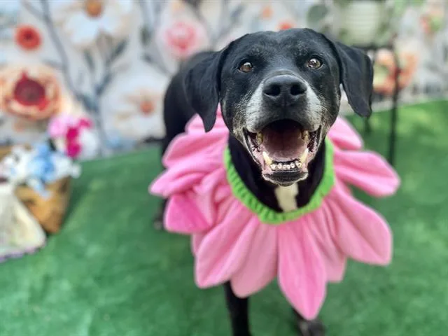 An adult large-sized male Labrador Retriever dog named Anubis for adoption in Charlotte, NC