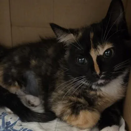 A baby small-sized female Domestic Short Hair cat named Snickerdoodle for adoption in Voorhees, NJ
