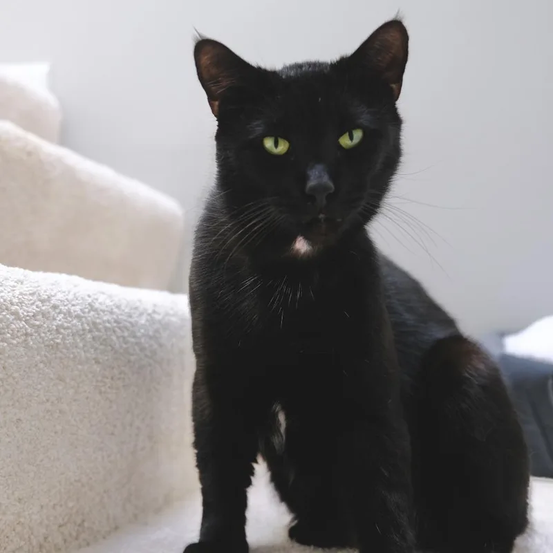 Thomas The Tank Engine