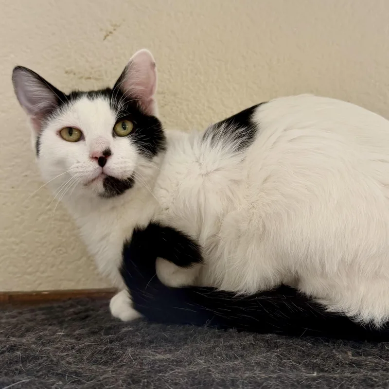 A young medium-sized male White American Shorthair cat named Jethro for adoption in Jackson, CA