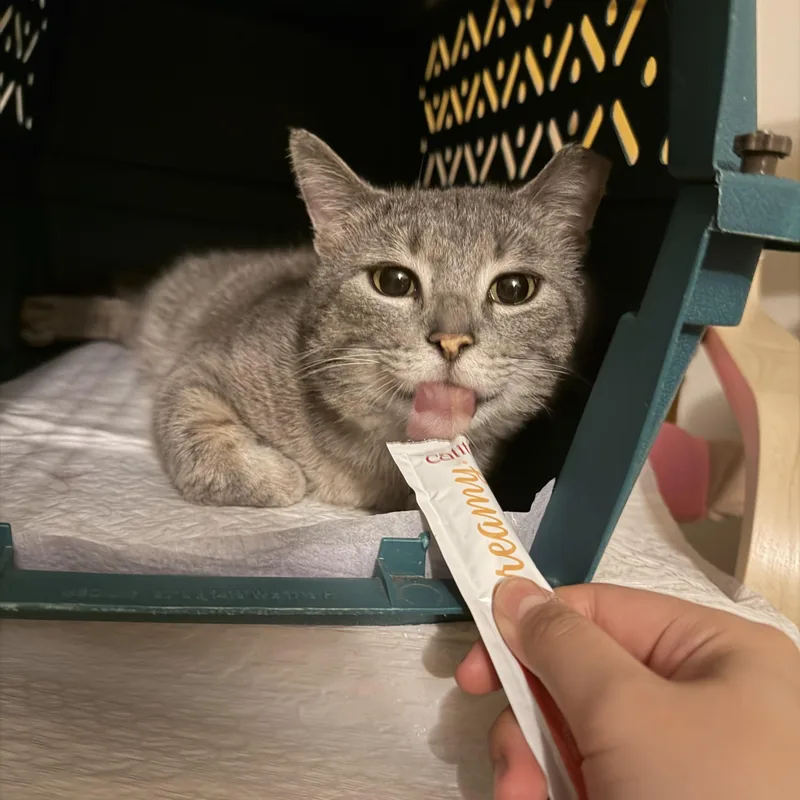 An adult medium-sized male Tabby (Gray / Blue / Silver) Domestic Short Hair cat named Robbie for adoption in Milwaukee, WI