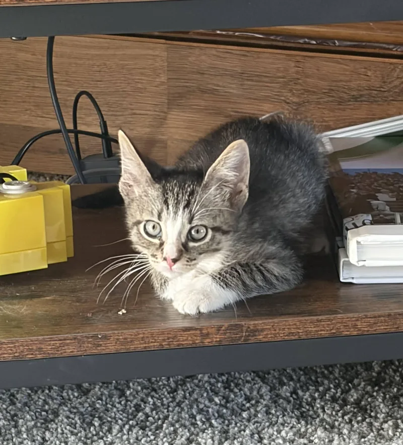 A baby medium-sized male Tabby (Buff / Tan / Fawn) Domestic Short Hair cat named Caterpillar for adoption in Royal Oak, MI