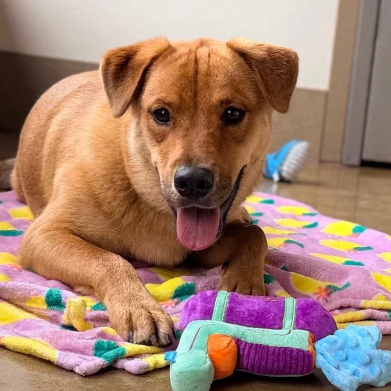 A young large-sized male Golden Retriever dog named Hansel for adoption in Green Bay, WI