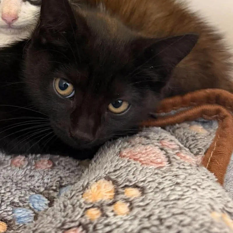 A baby small-sized female Black Domestic Short Hair cat named Rainbow for adoption in Rocky Mount, VA