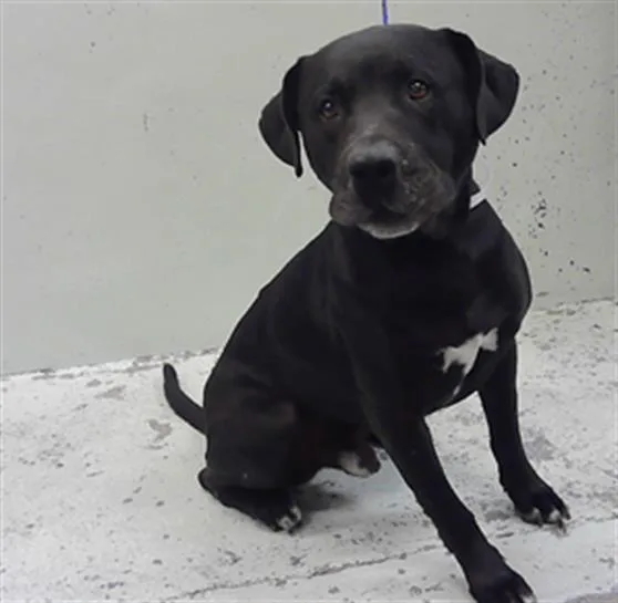 An adult large-sized male Staffordshire Bull Terrier dog named Norman for adoption in Houston, TX