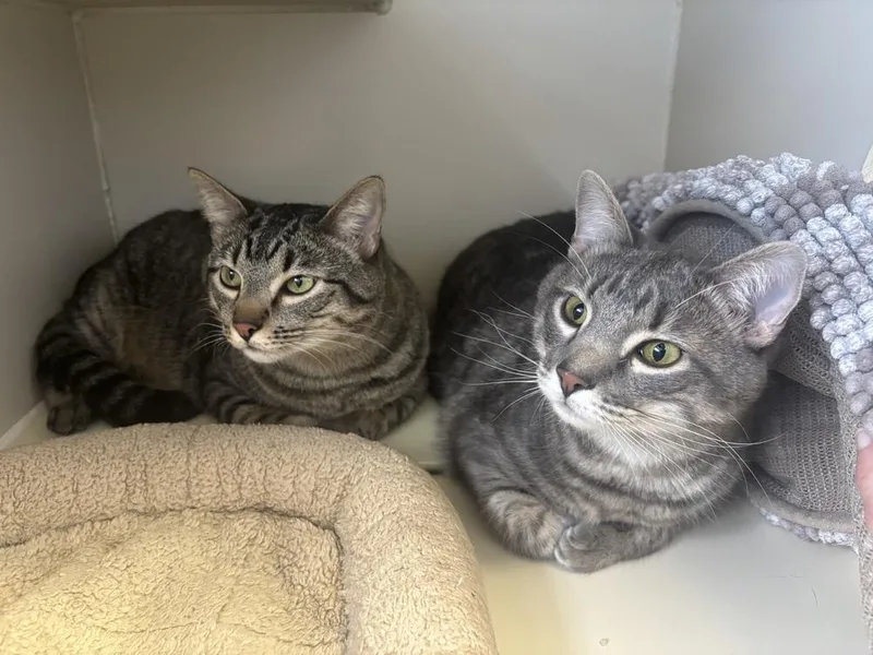 A young large-sized male Gray & White Domestic Short Hair cat named Quinn for adoption in Leadville, CO
