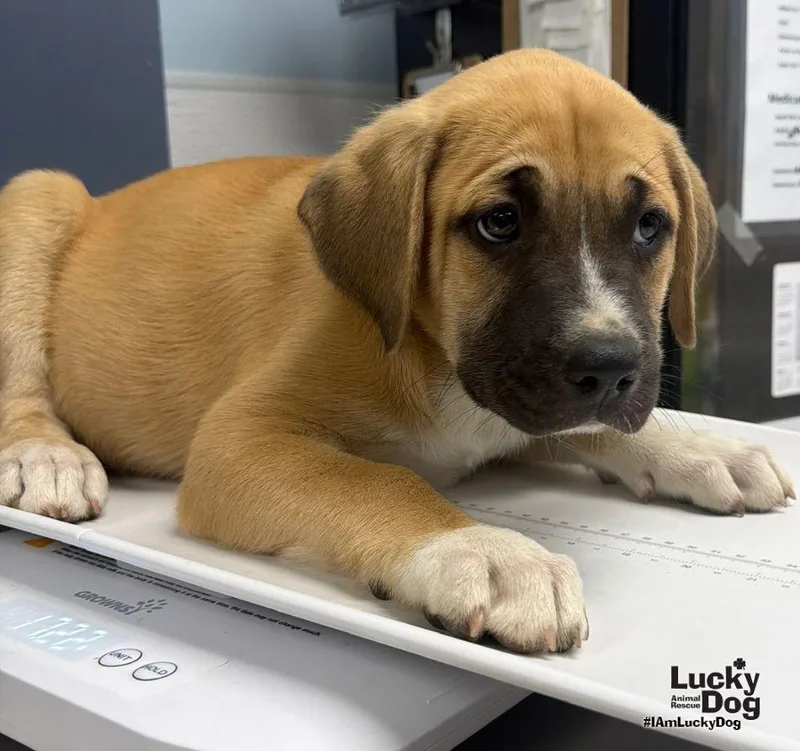 A baby large-sized male Shepherd dog named Mac for adoption in Washington, DC