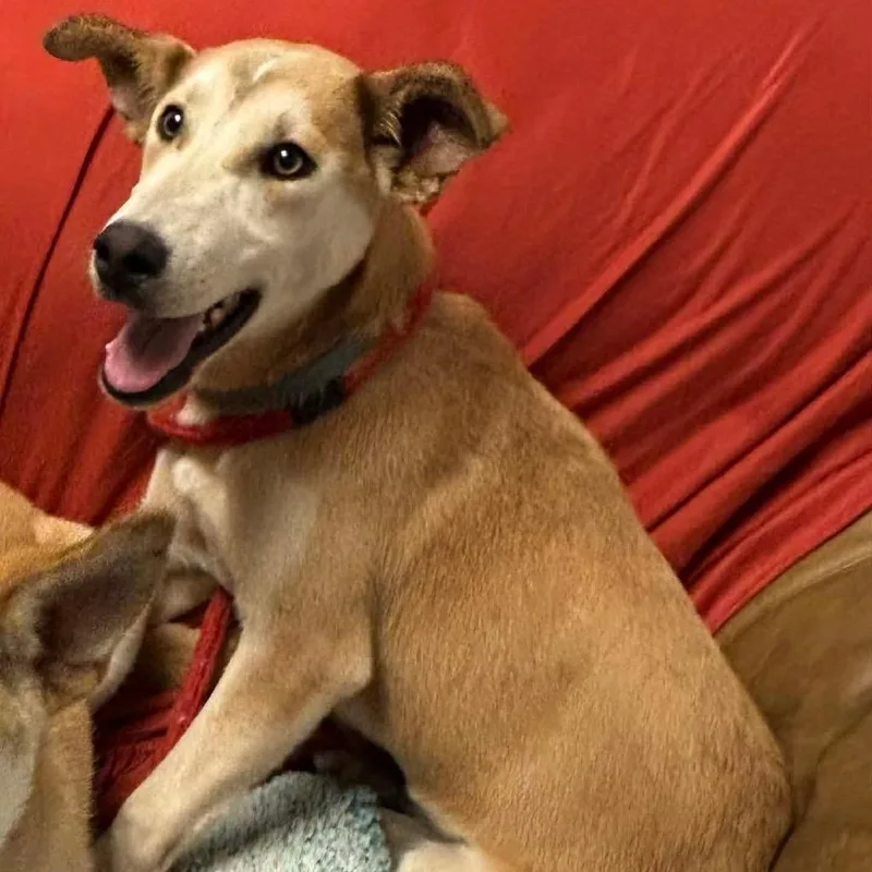 A baby medium-sized female Yellow / Tan / Blond / Fawn Husky dog named Roxy for adoption in Hackett, AR