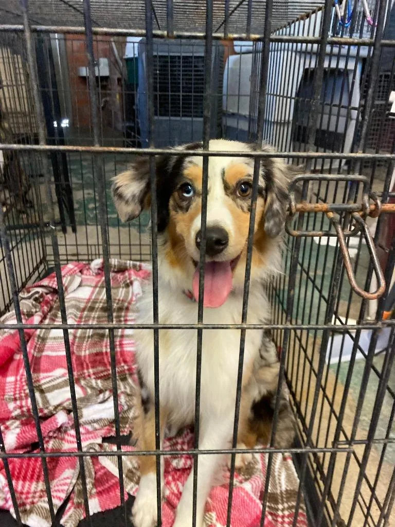 An adult medium-sized female Australian Shepherd dog named Rosie for adoption in Brownwood, TX