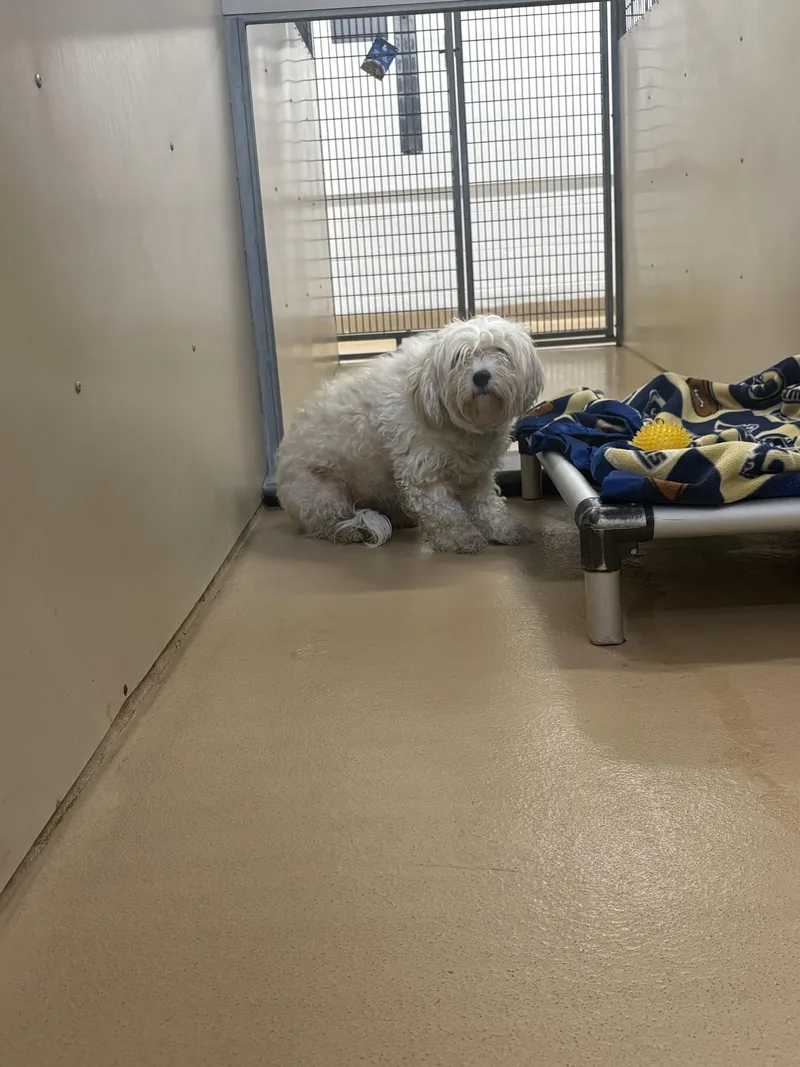 An adult medium-sized female White / Cream Havanese dog named Lily for adoption in Saint Charles, MO