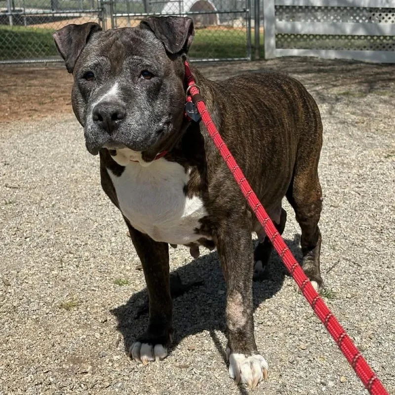 A senior extra large-sized female Brindle Bullmastiff dog named Madonna for adoption in Greenville, SC