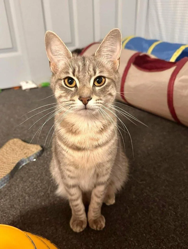 A young small-sized female Gray / Blue / Silver Tabby cat named Birdie for adoption in Warren, CT
