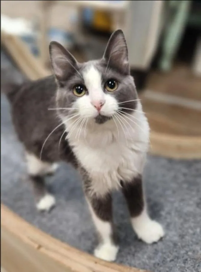 A baby small-sized female Domestic Medium Hair cat named Annie for adoption in San Jacinto, CA