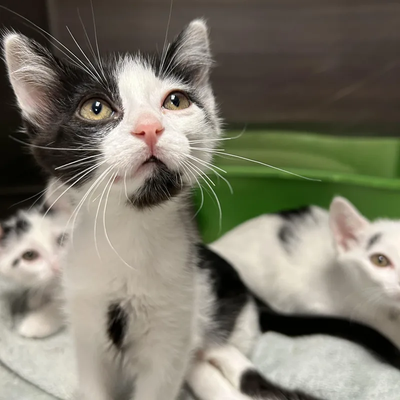 A baby medium-sized male Black & White / Tuxedo Domestic Short Hair cat named Runway  of for adoption in La Grange Park, IL
