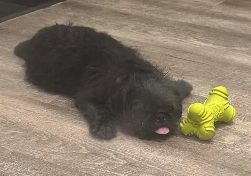 Ziggy Pug thumbnail 3