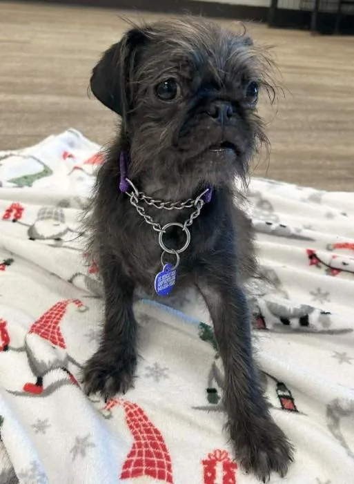 Ziggy Pug thumbnail 5