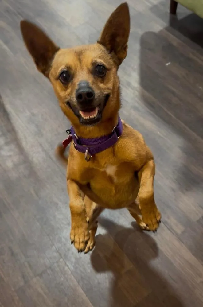 A senior small-sized female Brown / Chocolate Chihuahua dog named Sophia for adoption in Elkhart , IN