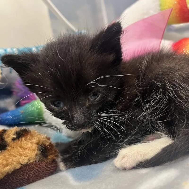 A baby small-sized male Black Domestic Short Hair cat named Taquito for adoption in Lynchburg, VA