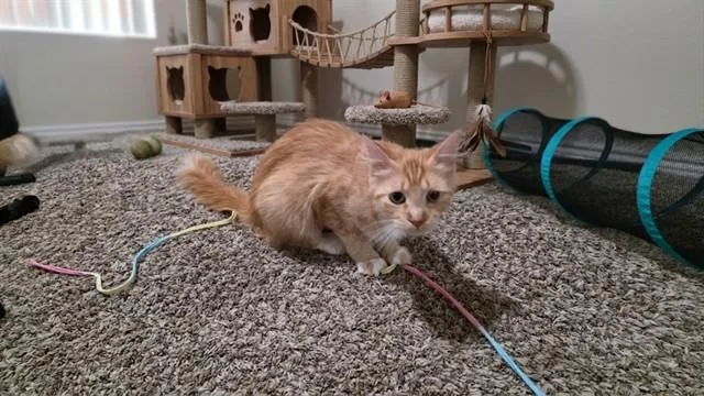 Mama Ginger
