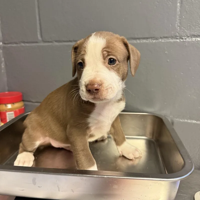 A baby small-sized male Brown / Chocolate Labrador Retriever dog named Tuscstray__ for adoption in Tuscaloosa, AL