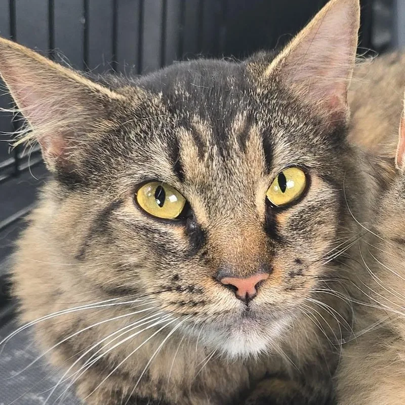 An adult medium-sized female Domestic Medium Hair cat named Mila At Avon Petco for adoption in Elyria, OH