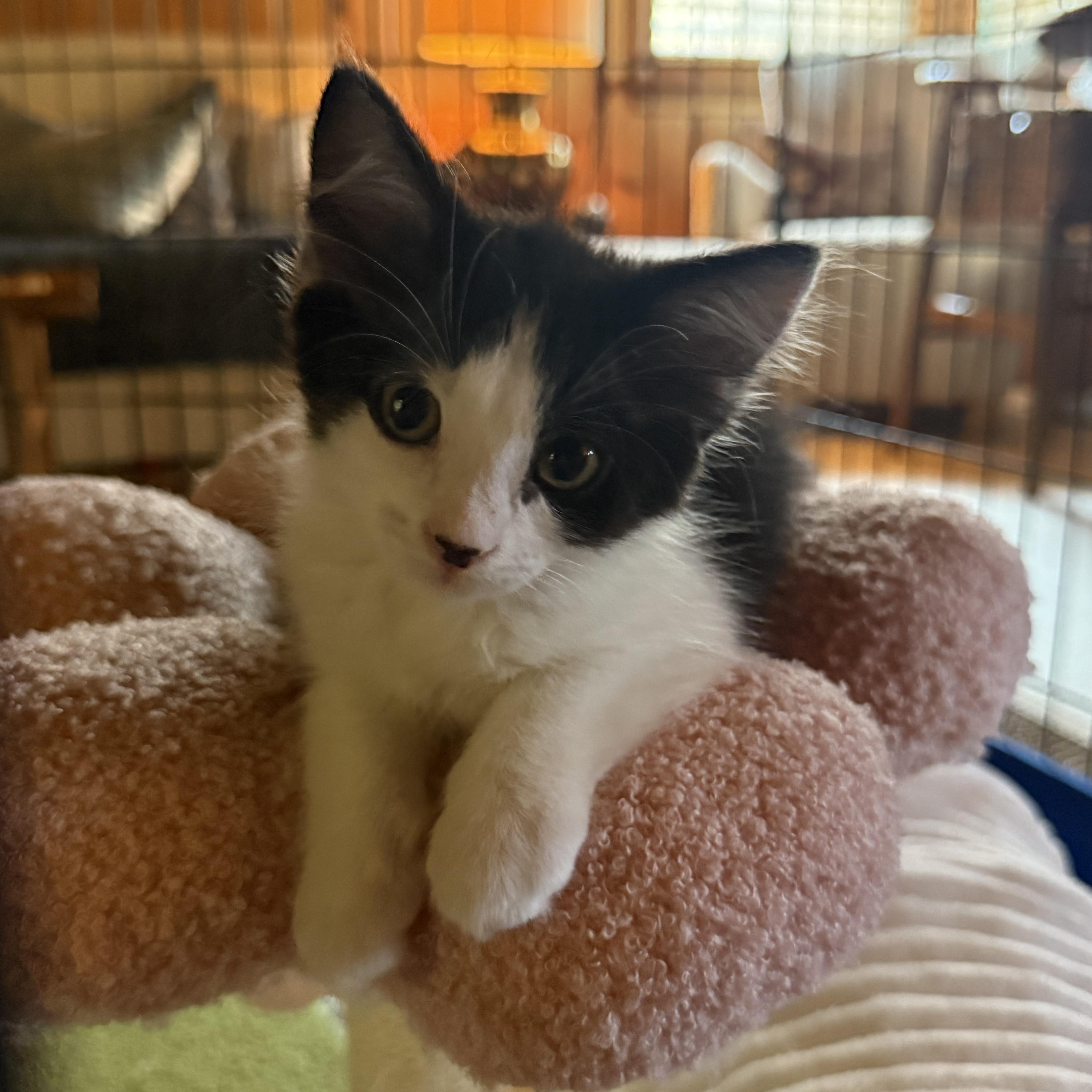 A baby medium-sized female Black & White / Tuxedo Domestic Long Hair cat named Charlotte for adoption in Los Angeles, CA