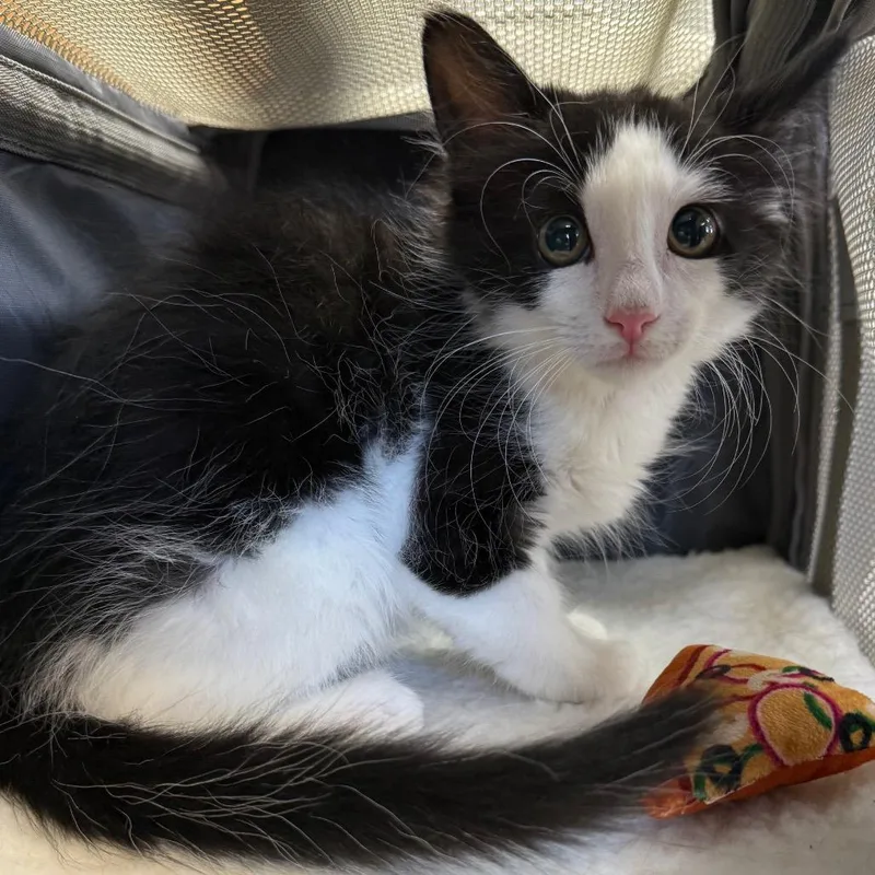 A baby small-sized male Black Domestic Short Hair cat named Dexter for adoption in Tuscaloosa, AL