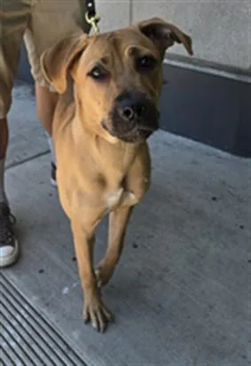 An adult large-sized female Cane Corso dog named Money for adoption in Los Angeles, CA