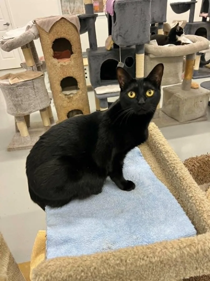 A young medium-sized female Black Domestic Short Hair cat named Mars for adoption in West Palm Beach, FL